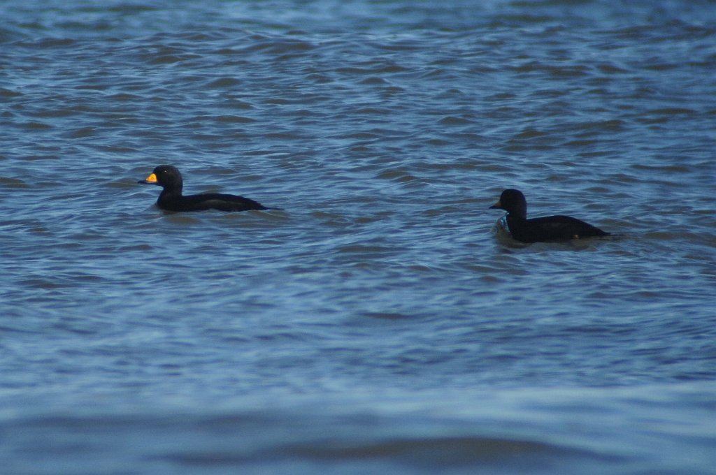 Duck, Black Scoter, 2009-10252887 Parker River NWR, MA.JPG - Black Scoter. Parker River NWR, MA, 10-25-2009